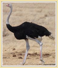 Ostrich in a hurry